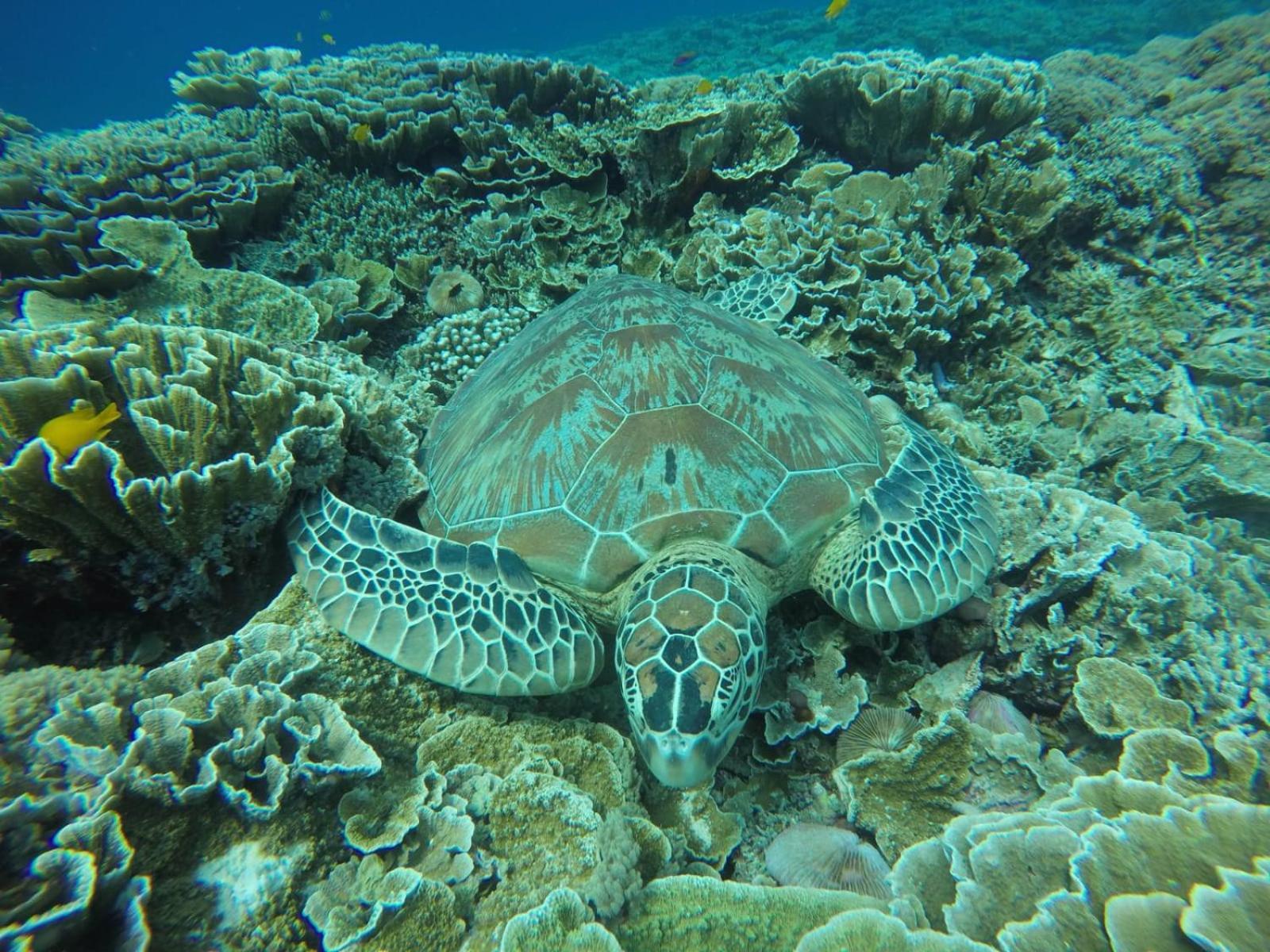 Fantastic Cottages Gili Meno Rum bild